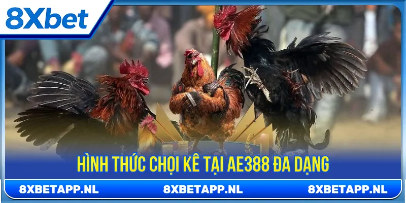 Các hình thức chọi kê phổ biến hấp dẫn tại sảnh AE388
