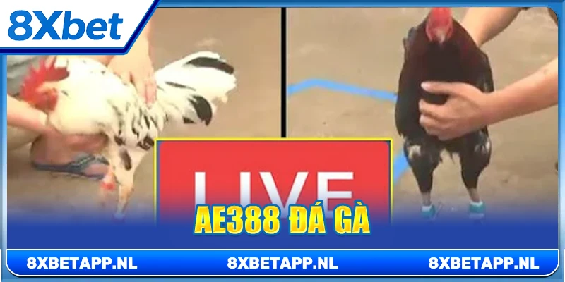 AE388 đá gà