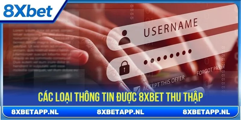 Tổng hợp các loại thông tin được 8XBET thu thập