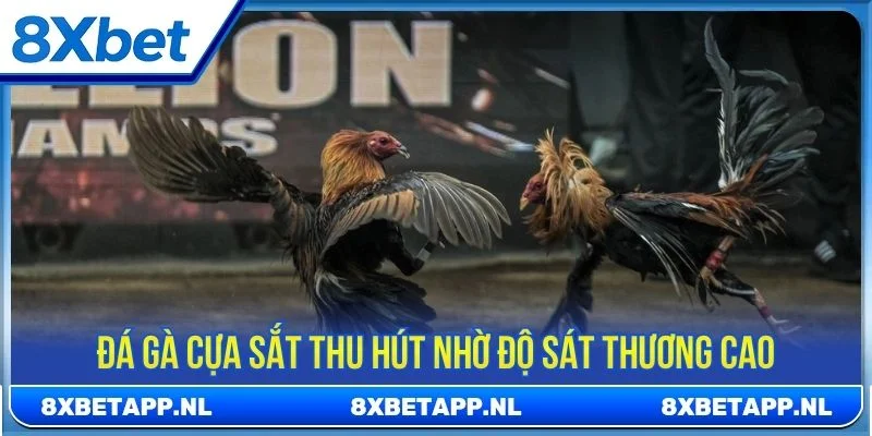 Nhiều giải đá gà hấp dẫn tại 8XBET thu hút hàng trăm nghìn lượt theo dõi