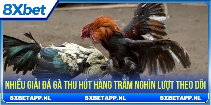 Đá gà cựa sắt thu hút nhờ độ sát thương cao, gay cấn từng giây