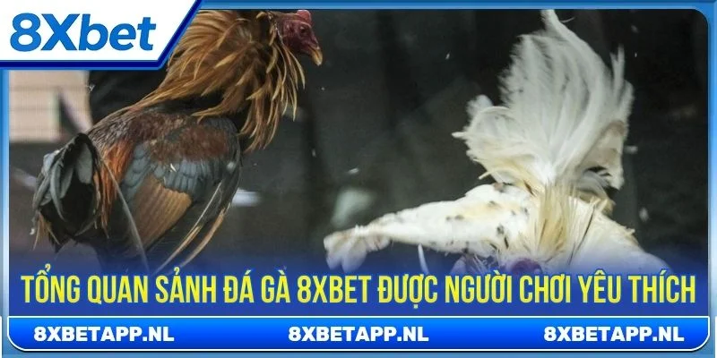 Tổng quan sảnh đá gà 8XBET được người chơi yêu thích