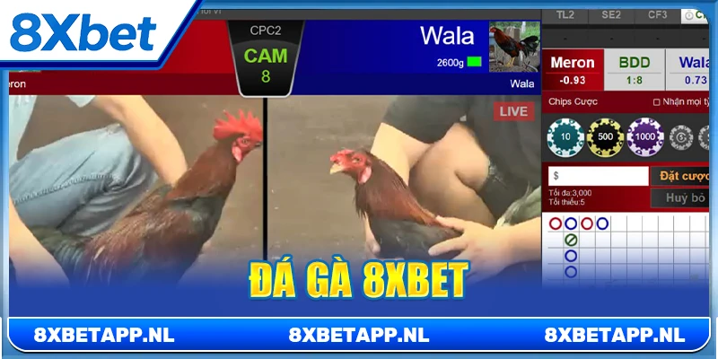 Đá gà 8XBET