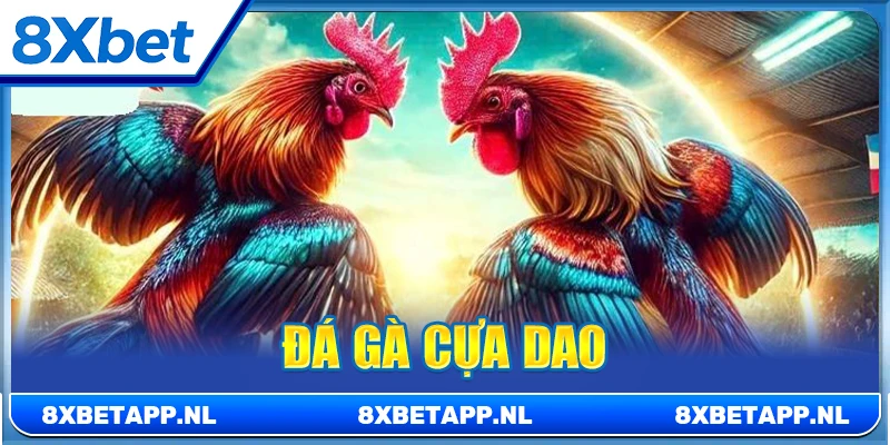 Đá gà cựa dao