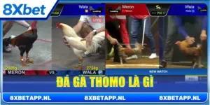 Đá gà Thomo là gì