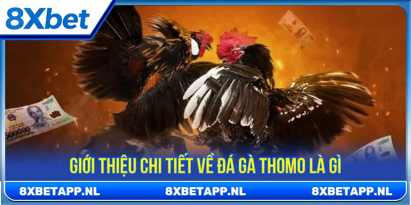 Tìm hiểu rõ về hình thức giải trí đá gà Thomo là gì