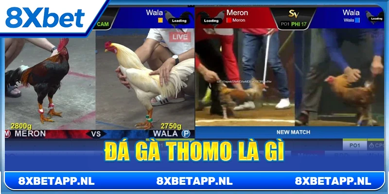 Đá gà Thomo là gì
