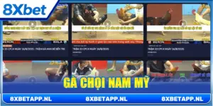 Gà chọi Nam Mỹ