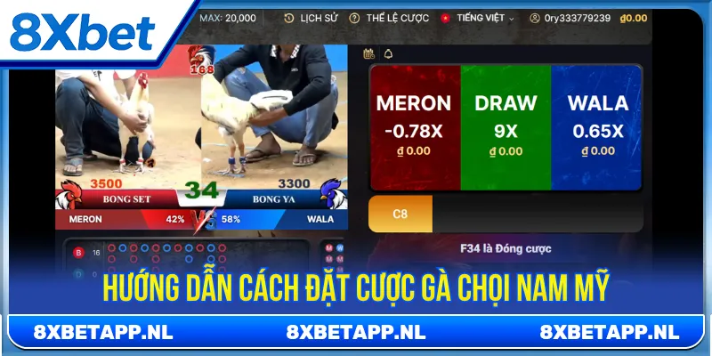 Người chơi có thể đặt kèo cược khi tham gia đá gà 8Xbet