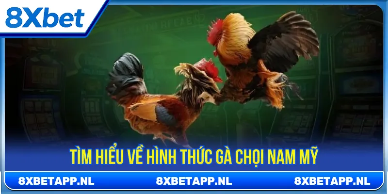 Gà chọi Nam Mỹ sở hữu thân hình to lớn và khỏe mạnh