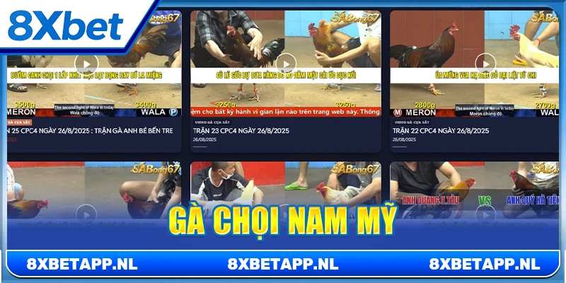 Gà chọi Nam Mỹ